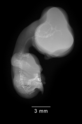 stage 30 chick embryo x-ray